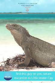 See The Indigenous Rock Iguanas On Little Water Cay Iguana Island Opposite Blue Haven Resort Turks And Cai Turks And Caicos Resorts Turks And Caicos Resort