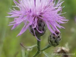 Image result for Stoebe vulgaris