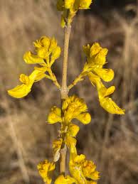 Image result for Coleus esculentus