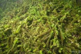 Image result for Lagarosiphon major