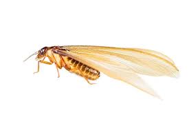 Discard or burn it to get rid of termites in wooden furniture. Drywood Termite Prevention Guide How To Prevent Drywood Termites