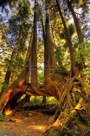Cape Scott Tree By Cleangetaway Via Flickr Weird Trees Unique Trees Photo Tree