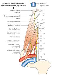 Maybe you would like to learn more about one of these? Easy Notes On Internal Jugular Vein Learn In Just 3 Minutes Earth S Lab