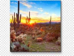Como ya hemos mencionado, no es difícil mantener este tipo de colocá una capa de tierra enriquecida en el fondo de la nueva maceta (que debe ser. Parque Nacional Saguaro Arizona Sonora Museo Del Desierto Organo Tubo Cactus Monumento Nacional Desierto Paisaje Cactaceae Png Pngegg