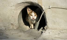 Oftentimes, an experienced behaviorist can offer. Managing Feral Cats Vca Animal Hospital