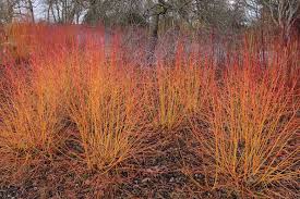 (1) yellow winter stems which are flowers give way to clusters of dark purple drupes in summer. Cornus Sanguinea Midwinter Fire Bloodtwig Dogwood