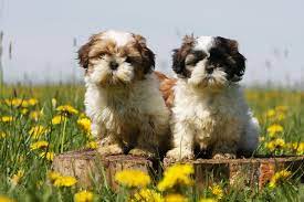 Check spelling or type a new query. Shih Tzu Charakter Und Wesen Shih Tzu