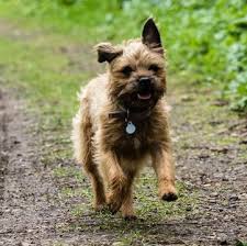 Reserved puppies will be moved to the reserved females page. Border Terrier Puppies For Sale Adoptapet Com