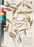 Image result for Commelina zambesica