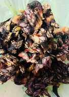 Aprende a preparar el original percebe gallego con esta rica y fácil receta. Percebes 22 Recetas Caseras Cookpad