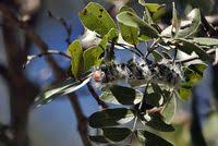 Image result for Julbernardia