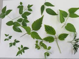 まつおえんげいスタッフブログ 花だけじゃなく葉っぱも