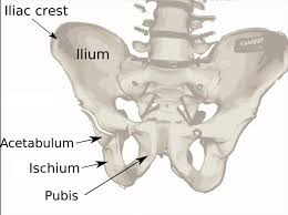 There are multiple ligaments that articulate with the bones of the back and work to prevent excessive movements and strengthen the joints. The Hip Boundless Anatomy And Physiology