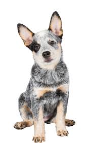 It is loyal and affectionate, and seldom barks. Australian Cattle Dog Rassebeschreibung Dogbible