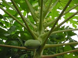 Image result for Carica