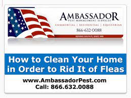 With many years in the industry and still counting we commit to helping all the family and. Tips To Avoid A Flea Infestation In Your Home