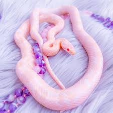 Instagram Pets The Rose Serpent The Rose Serpent Instagram Pet Snake Cute Reptiles Pretty Snakes