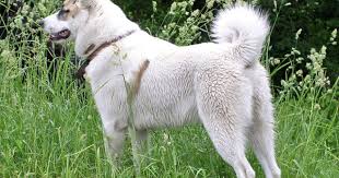 Image result for západosibiřská lajka