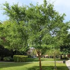 Image result for Ulmus parvifolia
