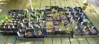 Sprout is an unincorporated community in nicholas county, kentucky, united states. Growing Clematis From Seed Clematis In Seattle