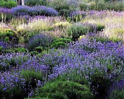 Cape cod knew it could happen any day, but reality has set in. Cape Cod Lavender Farm