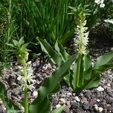 Image result for Eucomis autumnalis