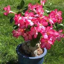 Image result for Adenia