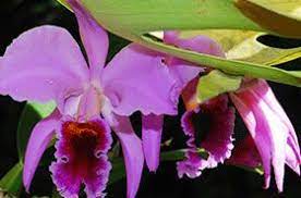 Cattleya Orchid National Flower Of Colombia Pic Http Www Flickr Com Photos Adrian Afonso 2889248559 Sizes O Orchids Cattleya Cattleya Orchid