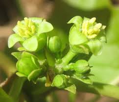 Image result for Jatropha curcas