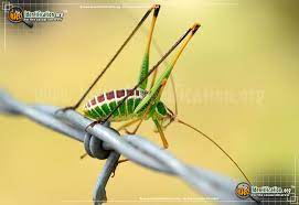 These pests are not established in oregon or are not yet widely distributed in the state. Katydid Microcentrum Rhombifolium