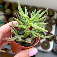 Image result for Kalanchoe laciniata