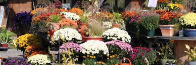 Maybe you would like to learn more about one of these? Mum Plants For Sale In Minneapolis Wagners Greenhouses