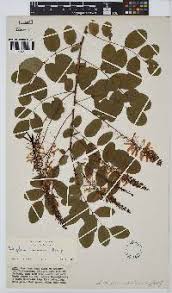 Image result for Indigofera praticola