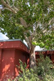 We offer large tree sales and transplanting services in utah. Lone Peak Moon Tree