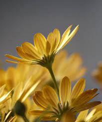 See how rhs can give expert advice on growing, feeding, pruning and propagating plants. Osteospermum Planting Pruning And Care Plus Easy Tips On Propagation