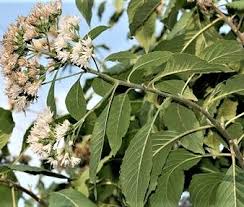 Image result for Vernonia amygdalina
