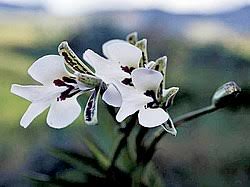 Image result for Cynorkis symoensii