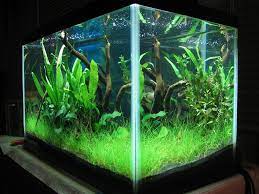 My First Planted Tank 10 Gallon Low Tech Betta Haven Aquascaping 10 Gallon Fish Tank Fish Tank Stand Fish Tank Decorations