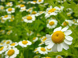 Las 10 principales plantas medicinales y sus propiedades ...