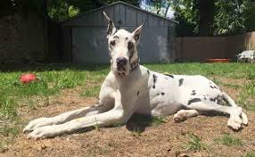 Bilderesultat for great dane wiki