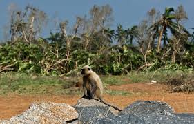 Monkey Snatches Baby In Orissa India Leading To Hunt For Primate After Infant Found Dead In Well Cbs News