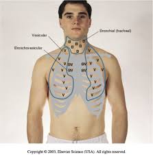 Auscultating Breath Sounds Nurse Teaching Nurse Practitioner School Nurse