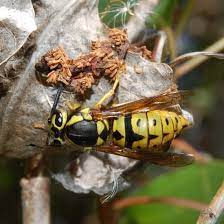 How to get rid of yellow jacket nests. How To Get Rid Of Western Yellow Jacket Wasps Facts More