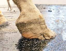 First the hoof will be smaller than the horses other hoofs. Recognizing And Managing The Club Foot In Horses Horse Journals
