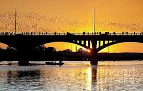 Spectators Crowd The Rail As Austin S Bats Swarm Out Of The Congress Ave Bridge Amid A Beautiful Gold Sunset By Austin Bat Tours Town Lake Tours Gold Sunset