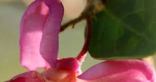 Image result for Securidaca longepedunculata