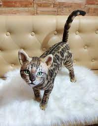 Pin On Bengal Cats