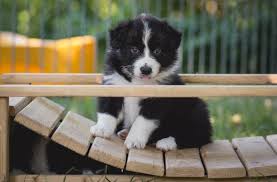 Border collie welpen perros border collie border collie puppies collie dog border collies cute baby animals animals and pets funny animals cute puppies. My Cute Border Collie Puppy Aww