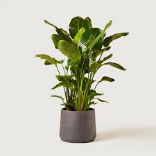 White Bird Of Paradise Houseplant Strelitzia Nicolai In 2020 Plants Birds Of Paradise Indoor Plants