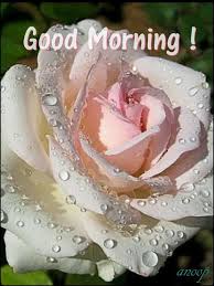 58 Good Morning Picture Beautiful Roses Pretty Flowers Love Flowers